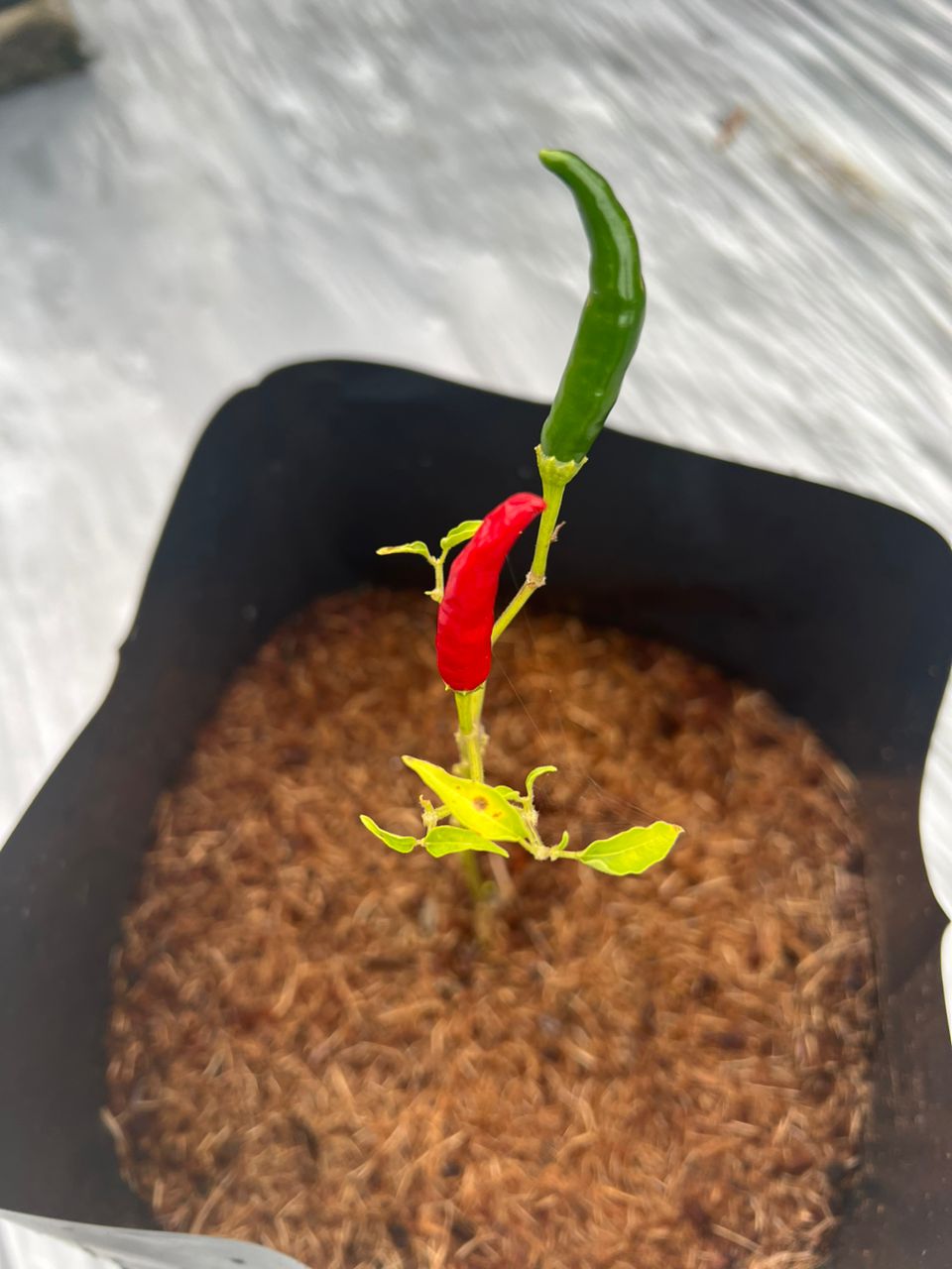 Cover image of Community Past Program: Urban Farming - PR1MA always supported the implementation of the pilot urban farming project at Residensi Utama and as of now, the chili trees have started producing crops.